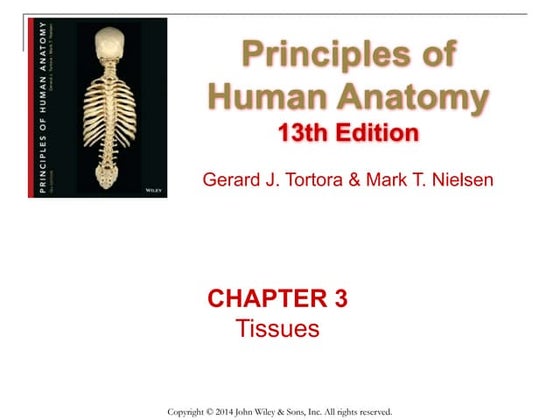 Chapter 6 Skeletal System Bones And Bone Tissue Skeletal System.pptx