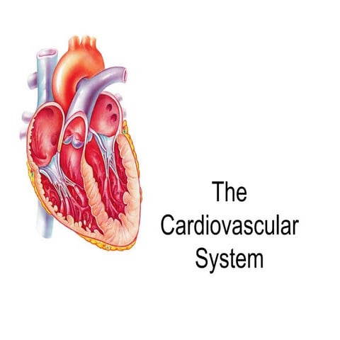 THE CARDIOVASCULAR SYSTEM CHAPTER 4