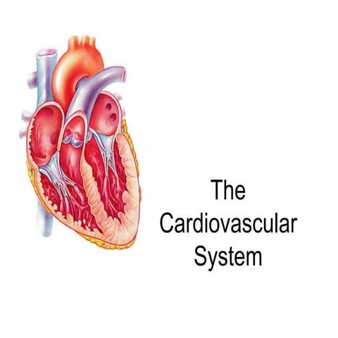 Ch 11   cardiovascular system