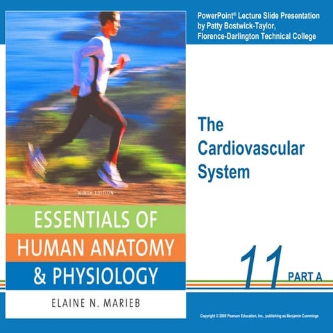 CVA A&P - Chapter 11: Cardiovascular Honors