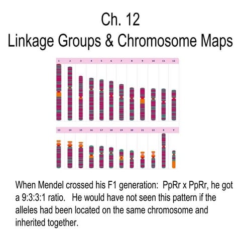 AP Biology Ch 12 gene linkage groups and chromosome maps