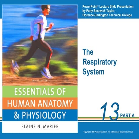 Ch13ppt respiratory system standard