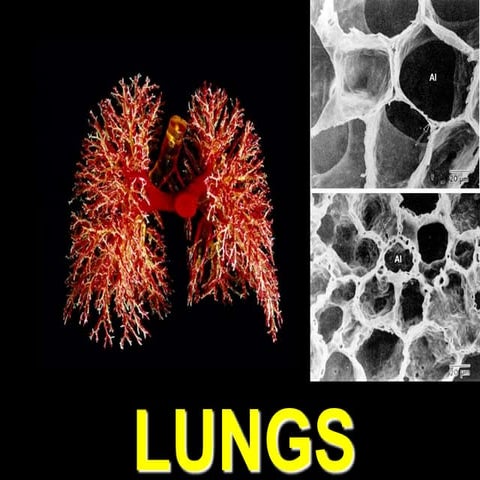Ch15-Lung.ppt based on obstructive lung disease