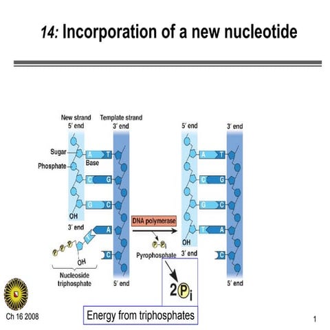 Nucleotide Chemistry | PPTX