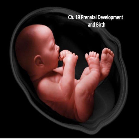 ch_19_Pregnancy_L1-2.pptx