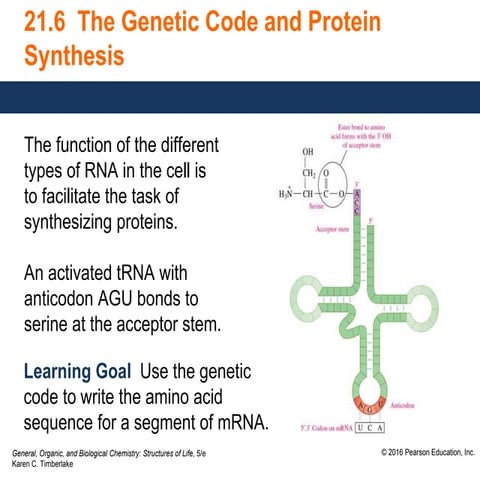 Genetic Code Protein Synthesisssssssssssss | PPTX