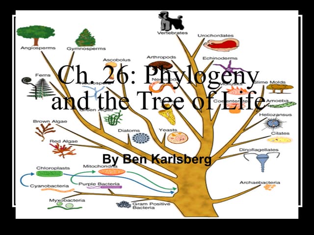 Ch 26 Ap Bio