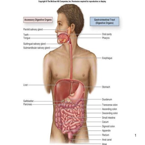 anatomy and embriology of Digestive System. ppt | PPT