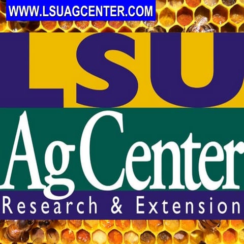 Ch 3 Hive & Accessories, Derrick Devereaux, Member, LA Master Beekeeper Advis...