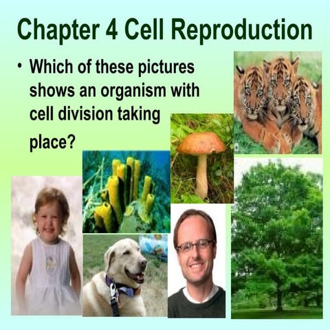 Ch4cellreproduction