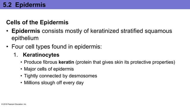Granules contain glycolipids that prevent water loss from the skin