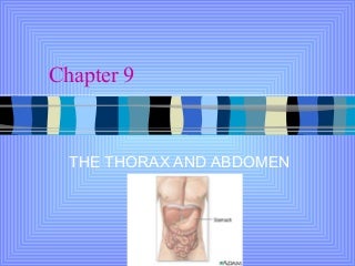 'thorax' on SlideShare