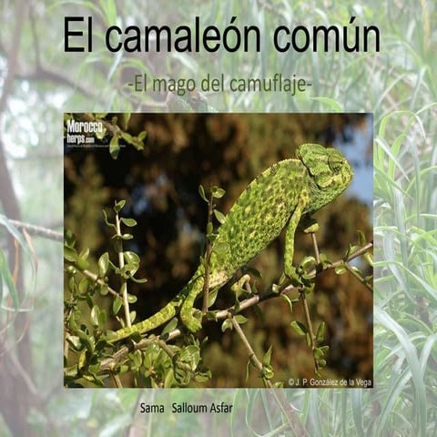 El camaleón  -Chamaeleo chamaeleon -