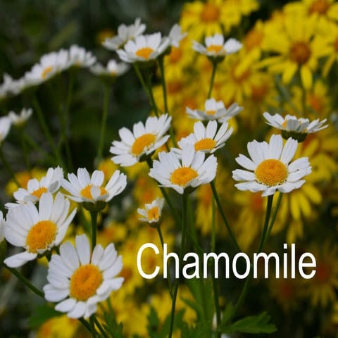 Chamomile Botany