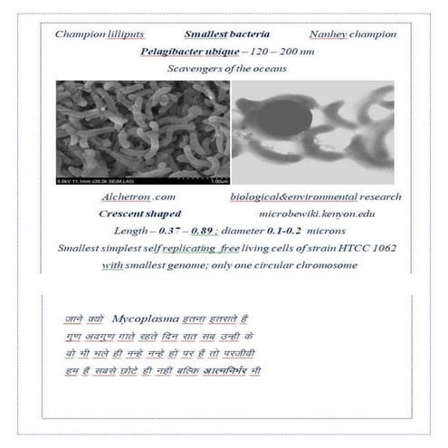 CHAMPION LILLIPUTS- SMALLEST BACTERIA - PELAGIBACTER SNIP PD.docx