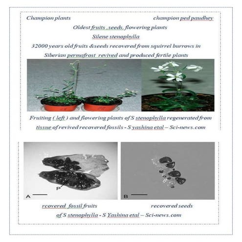 Champions of plant kingdom - oldest seeds - silene stenophylla | DOCX