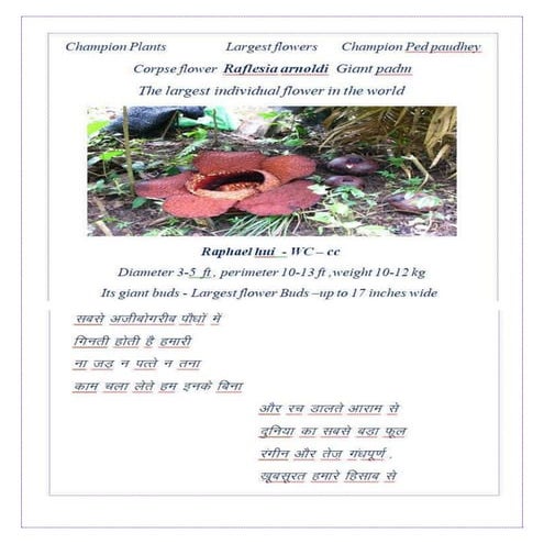 Champions of the plant kingdom -chapter 3 - flowers and inflorescence ...