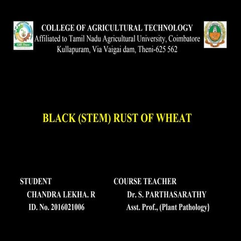 Black stem rust of wheat