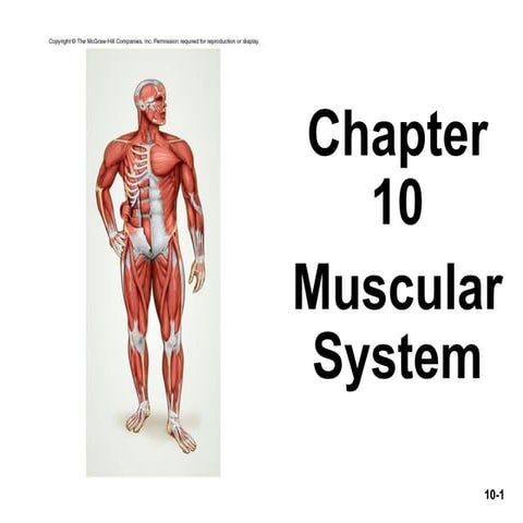 Chap10 powerpoint Muscular System