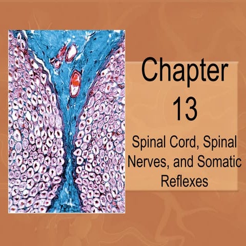 Chap13 Spinal Cord powerpoint