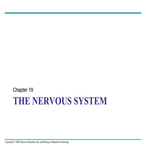 Chap 19 nervous system