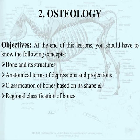 Study of animal bones, skeletons and associated structures