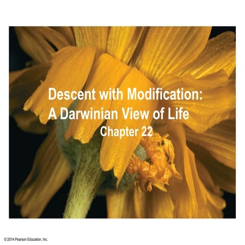 Advanced Placement (AP) Biology Chap 23 Notes