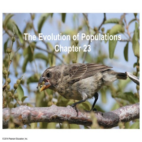 Advanced Placement (AP) Biology Chap 23 Notes