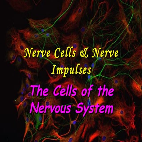 Chapter 2: Nerve Cells and Nerve Impulses