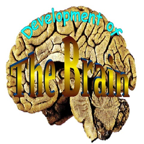 Chapter 05: Development & Plasticity of the Brain