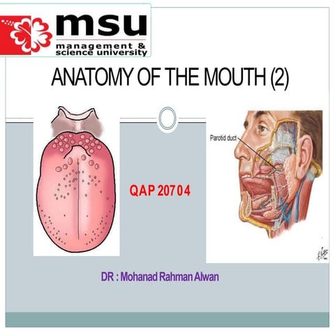 Chapter 2- salivary glands