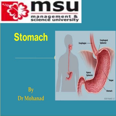 Chapter 4-stomach
