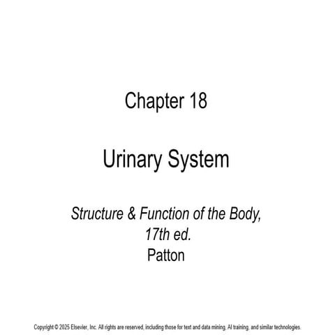 Comprehensive Overview of the Urinary System: Structure, Function, and ...
