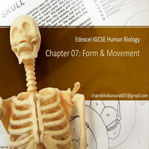 Edexcel IGCSE - Human Biology - Chapter 07 - Form & Movement