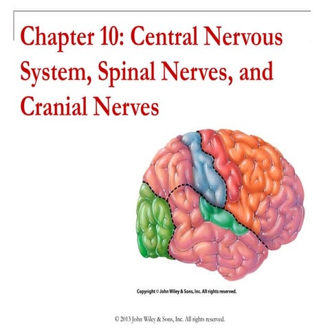 Chapter 10  central nervous system, spinal nerves, and cranial nerves