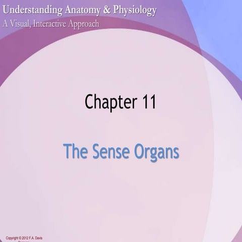 Chapter11 - Sense Organs