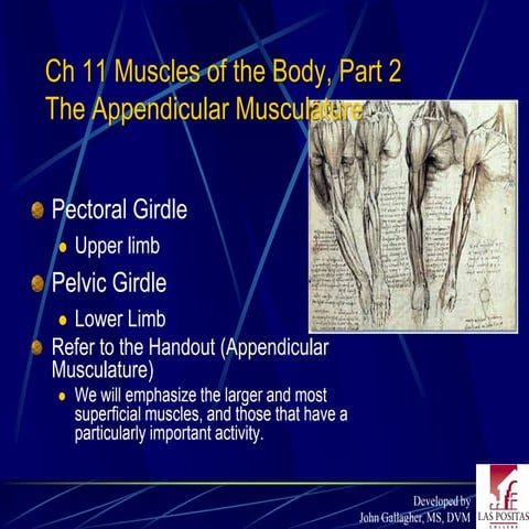 Chapter11 musclespart2marieb