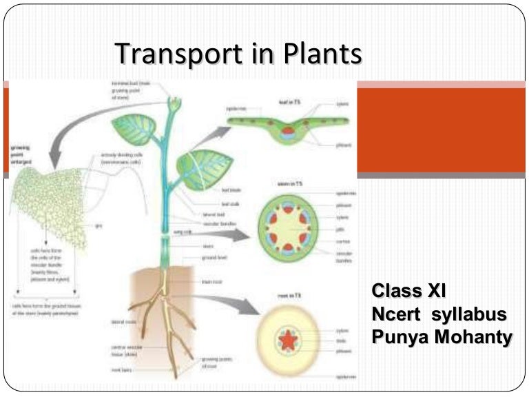 Chapter 11 transport_in_plants