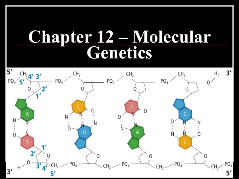 what is meant by molecular genetics