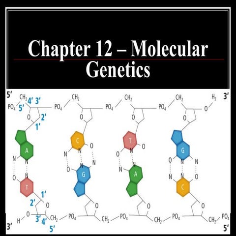 Chapter 12.1 molecular genetics