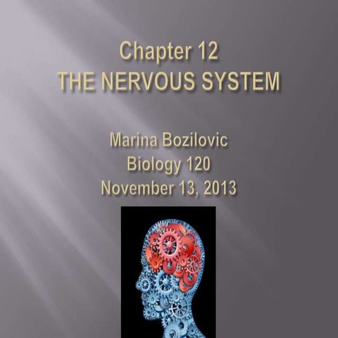 Chapter 12 nervous system | PPT