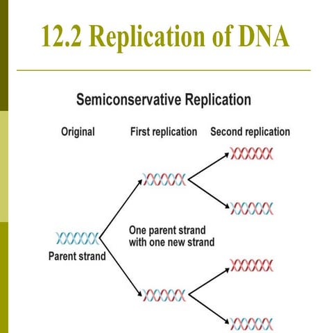 Chapter 12.2 dna replication