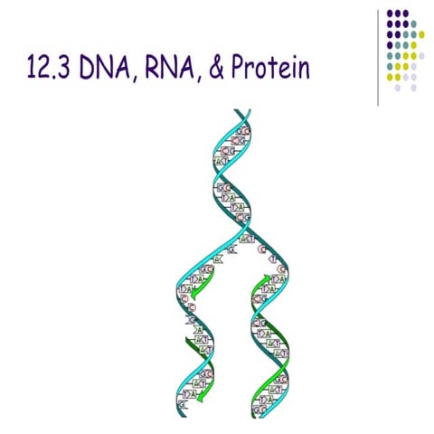 Chapter 12.3  dna,rna and protein