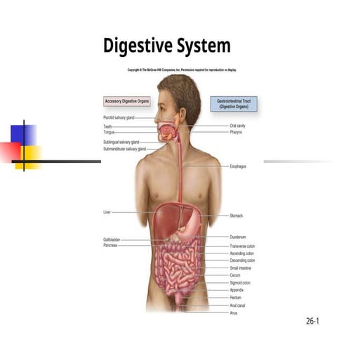 Chapter 12Digestive System (1).pp111111t