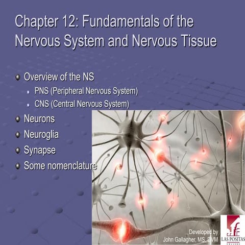 Chapter12 neuraltissuemarieb