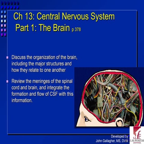 Chapter13 cns part1marieb