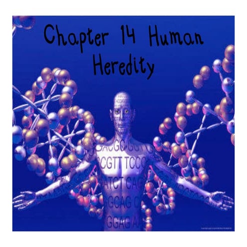 Chapter 14 human heredity