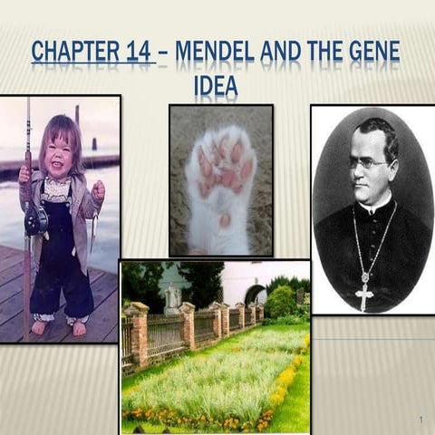 Chapter 14  Mendel and the gene idea.pptx