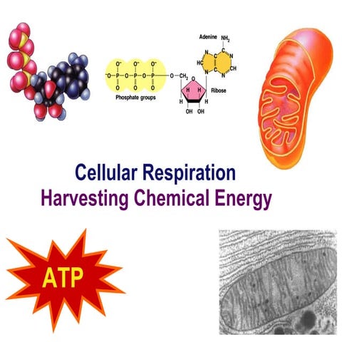 Chapter 15 lecture 1