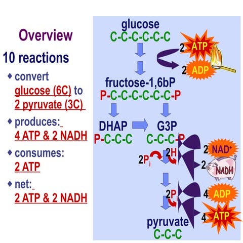 Chapter 15 lecture 3